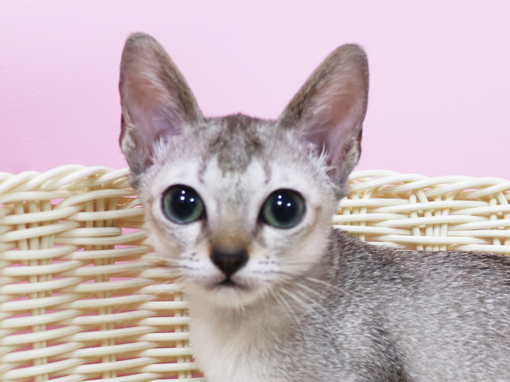 シンガプーラの子猫画像