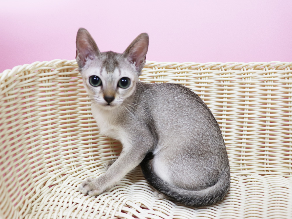 シンガプーラの子猫画像