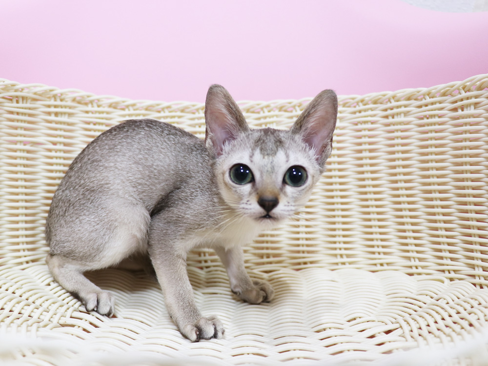 シンガプーラの子猫画像