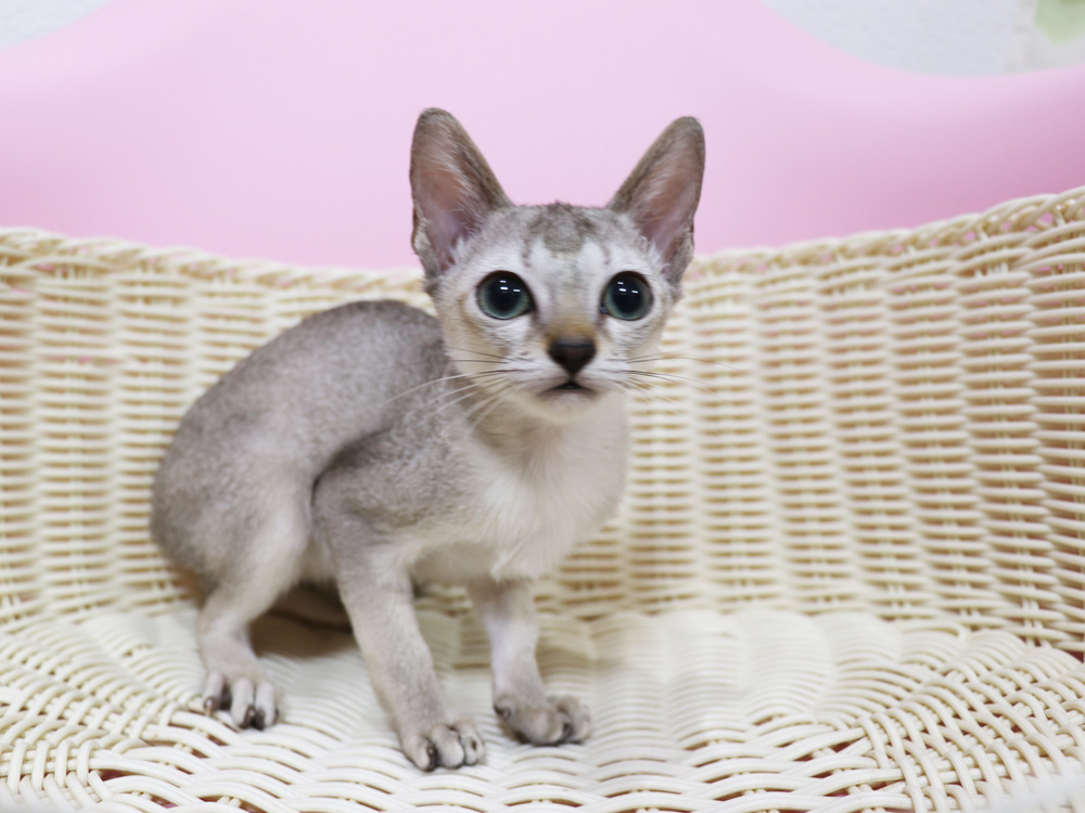 シンガプーラの子猫画像