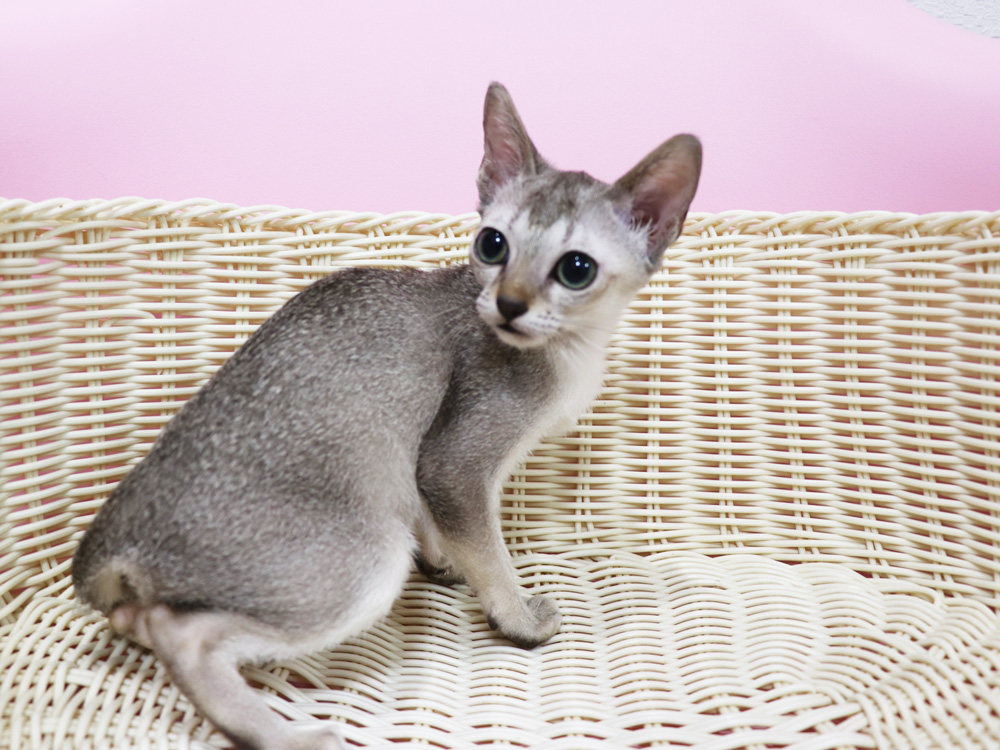 シンガプーラの子猫画像