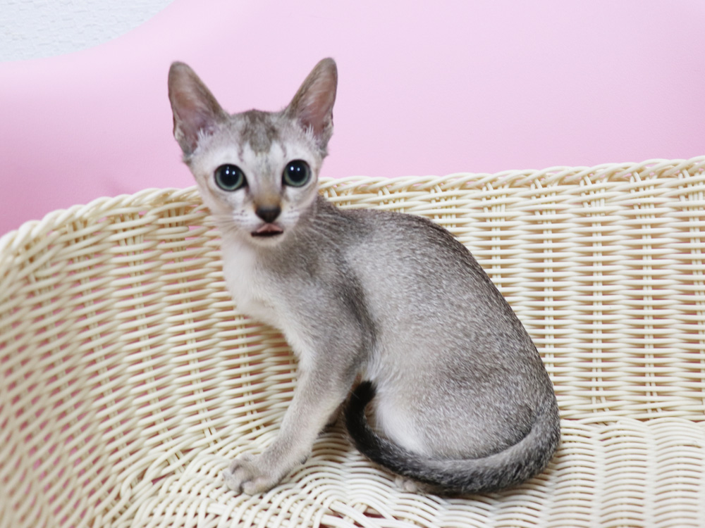 シンガプーラの子猫画像