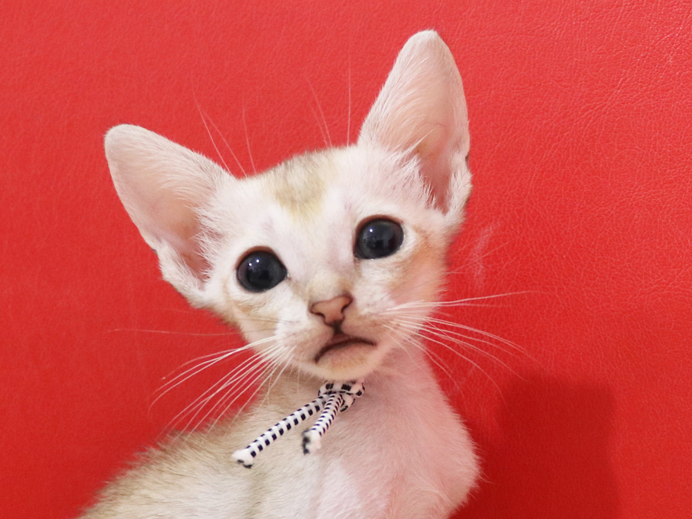 シンガプーラの子猫画像