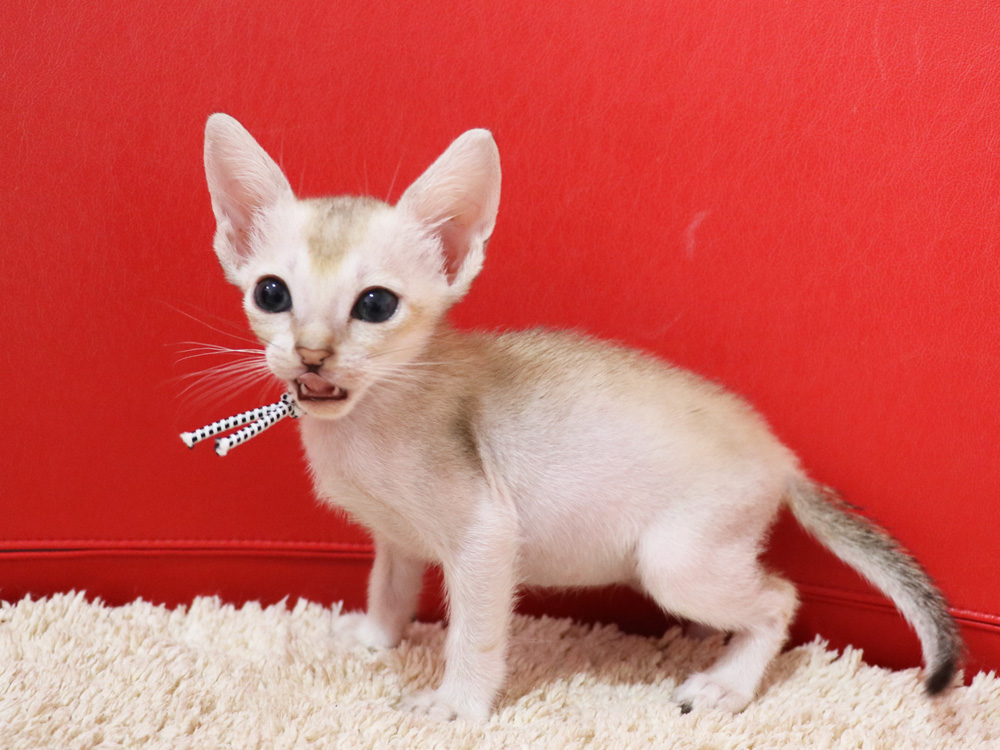 シンガプーラの子猫画像
