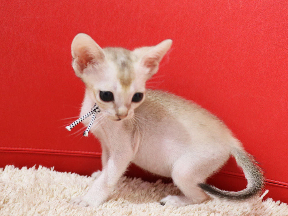 シンガプーラの子猫画像