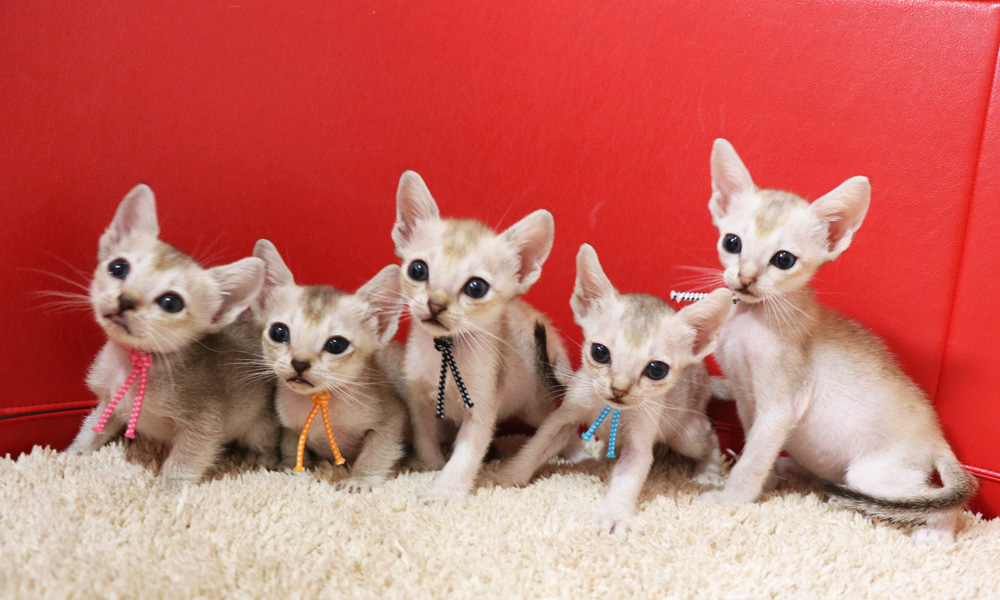 シンガプーラの子猫画像