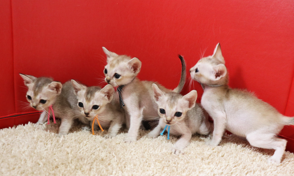 シンガプーラの子猫画像