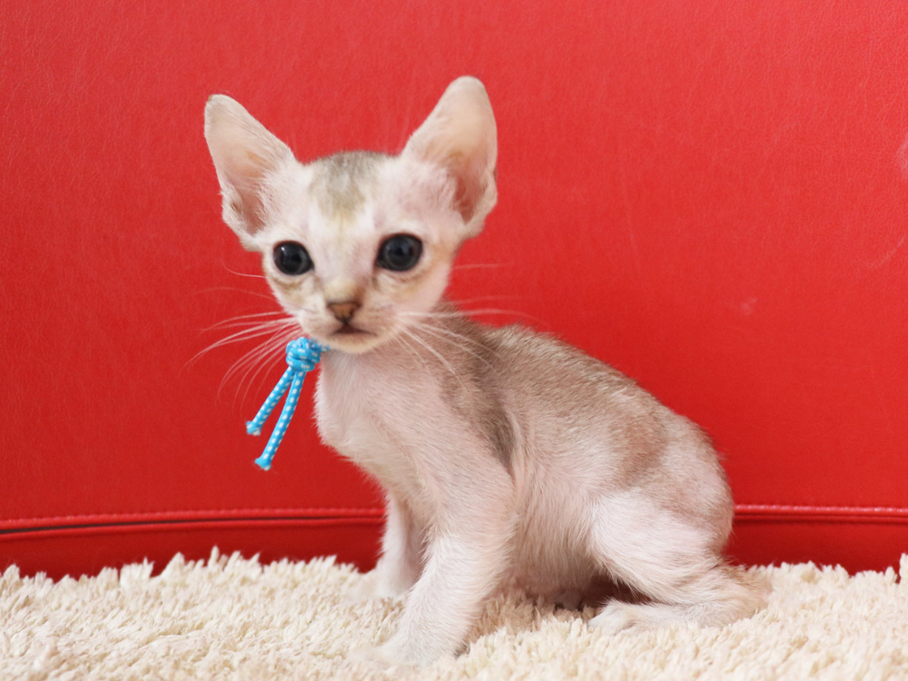 シンガプーラの子猫画像