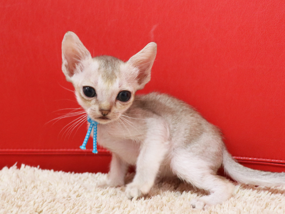 シンガプーラの子猫画像