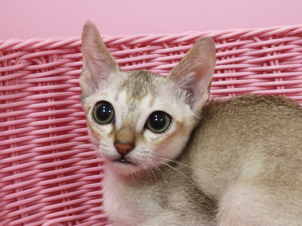 シンガプーラの子猫画像