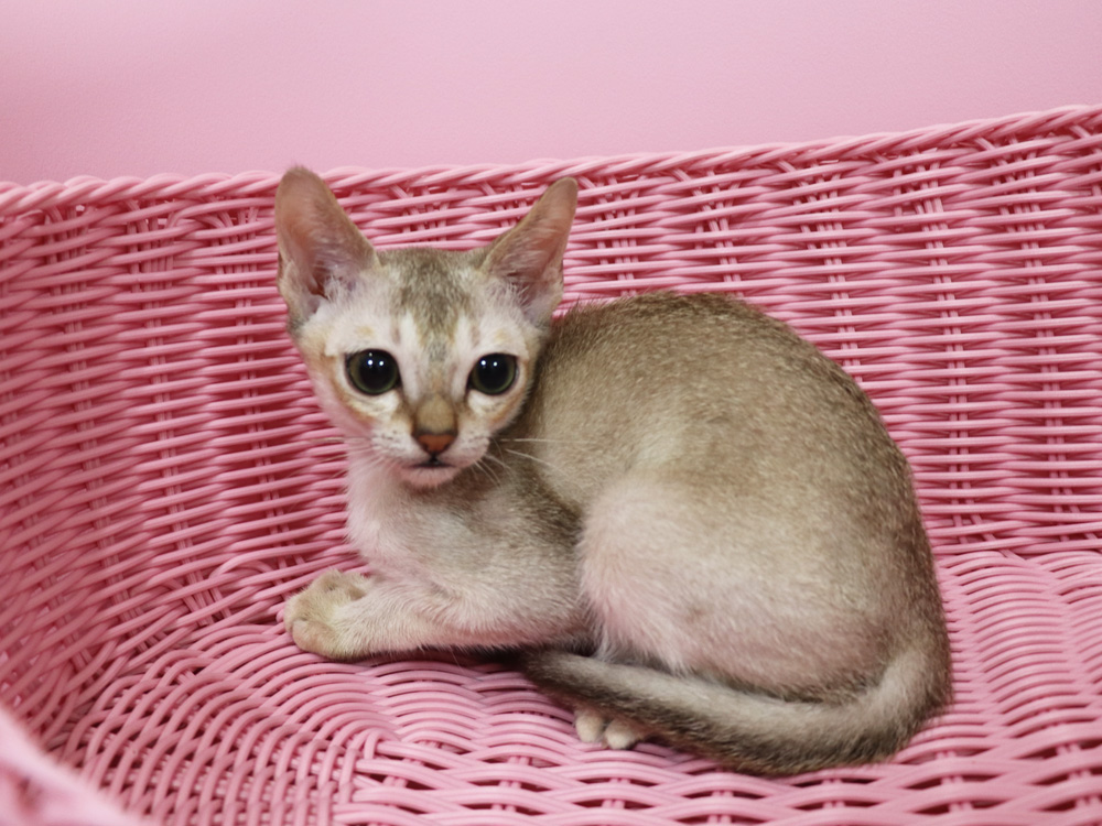 シンガプーラの子猫画像
