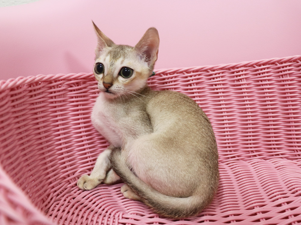シンガプーラの子猫画像