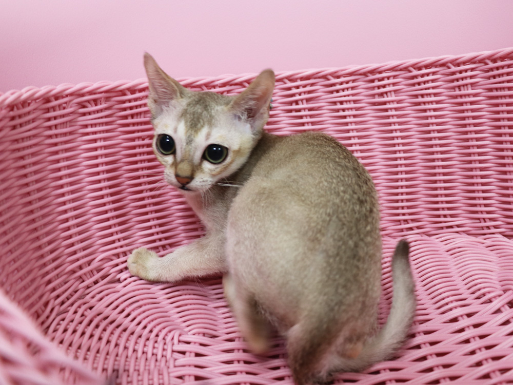 シンガプーラの子猫画像