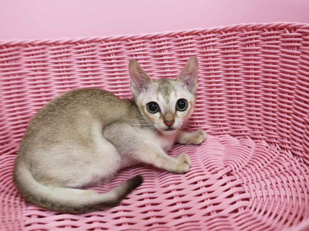 シンガプーラの子猫画像