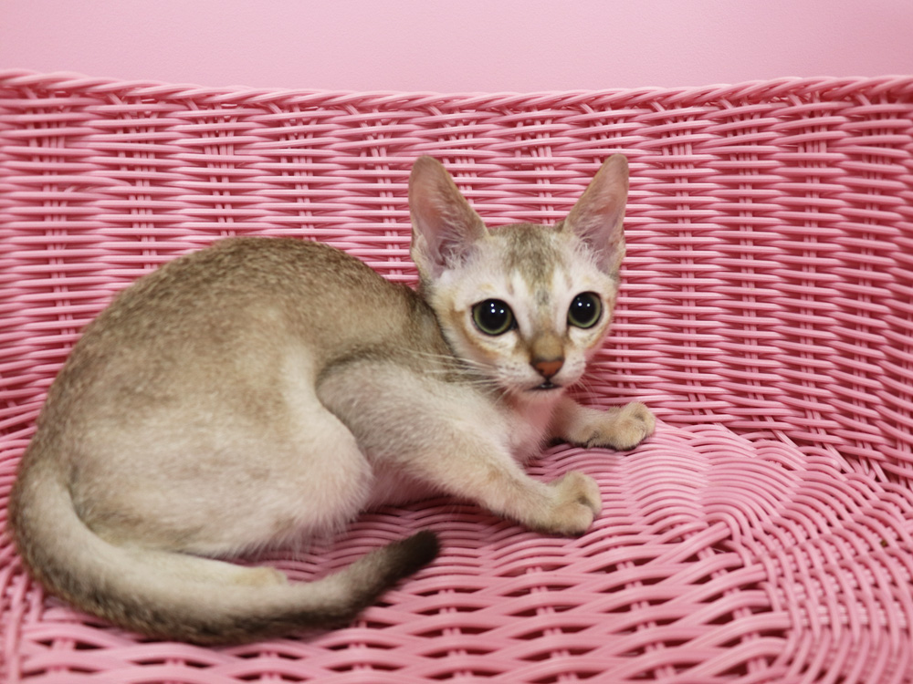 シンガプーラの子猫画像