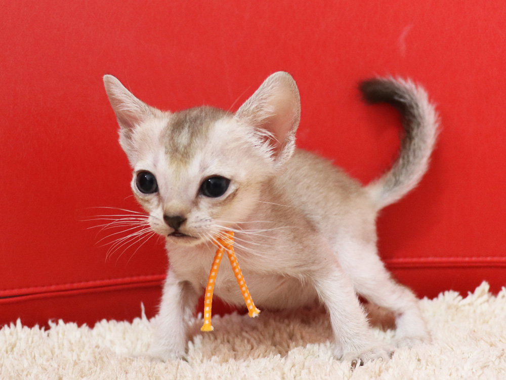 シンガプーラの子猫画像