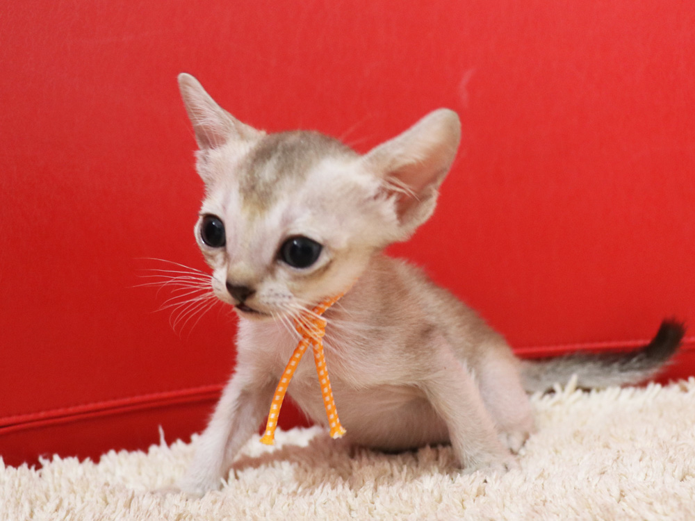 シンガプーラの子猫画像