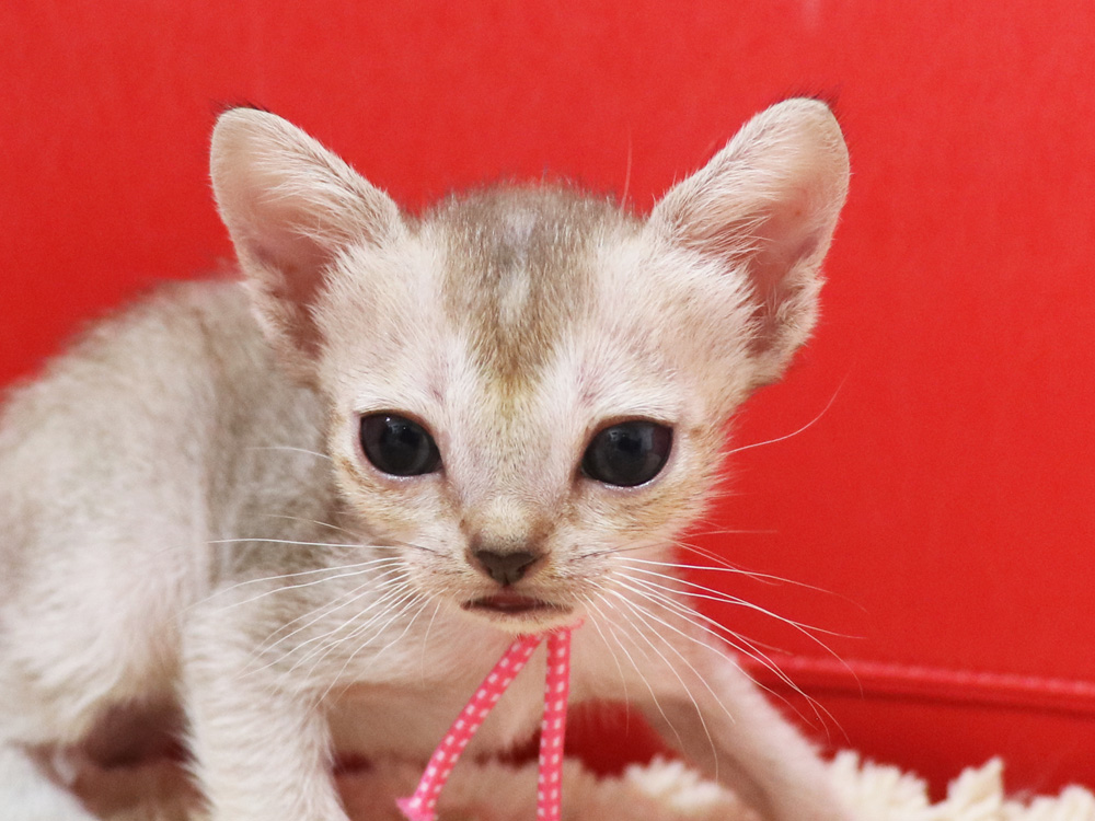 シンガプーラの子猫画像
