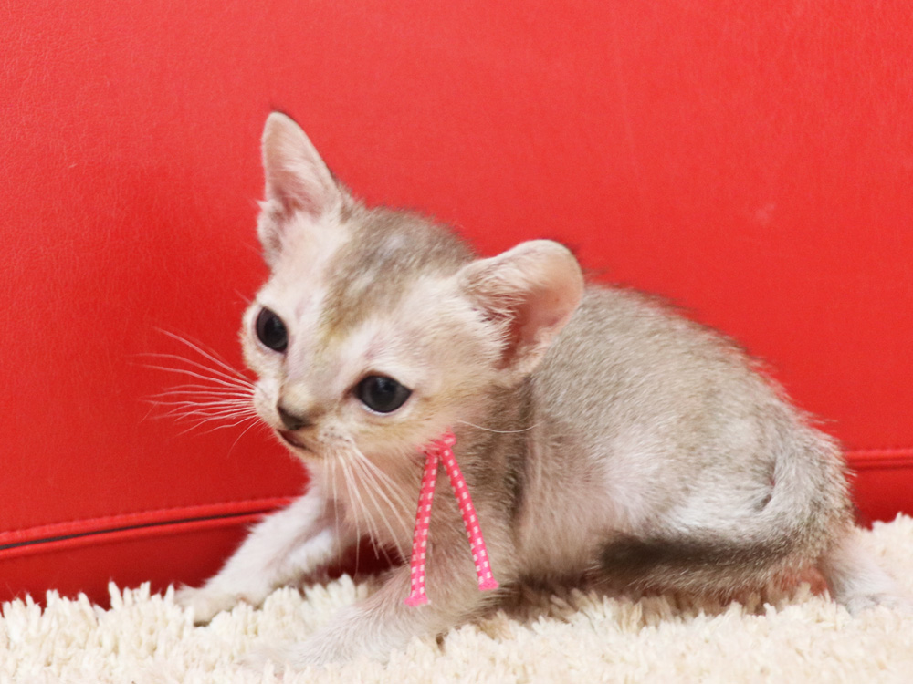 シンガプーラの子猫画像