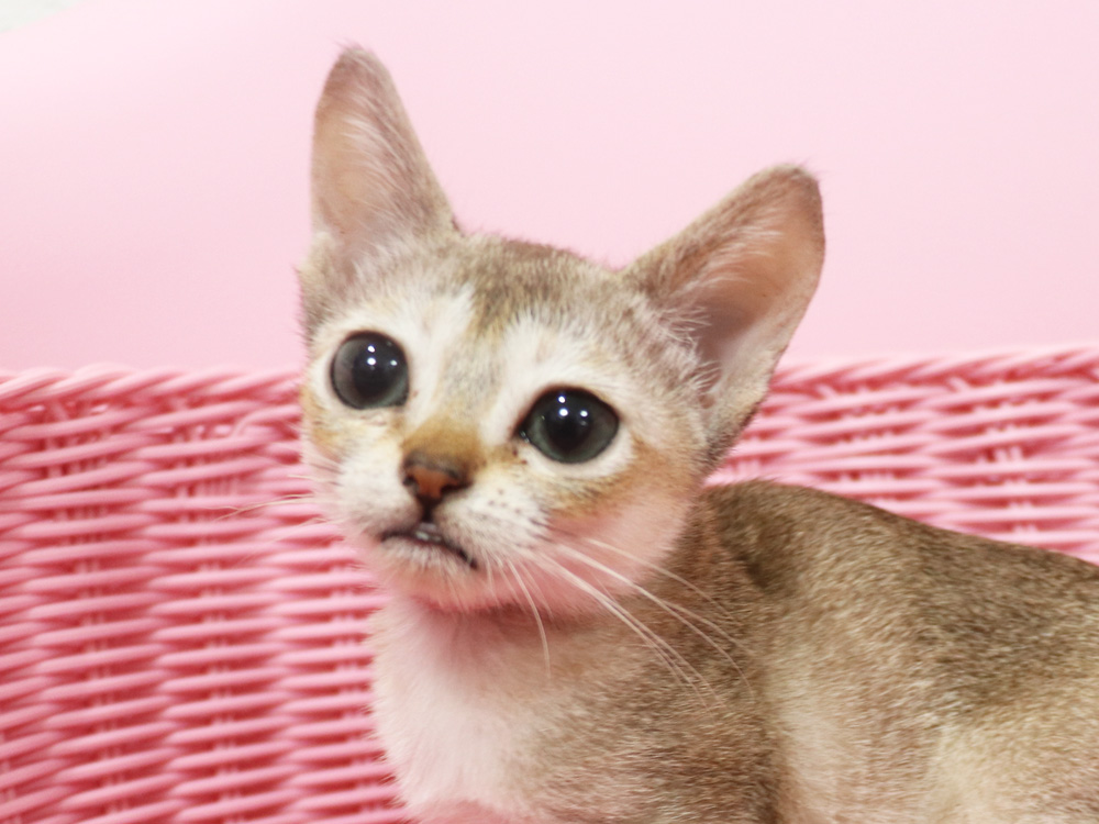 シンガプーラの子猫画像