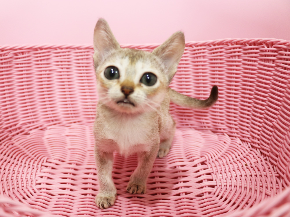 シンガプーラの子猫画像