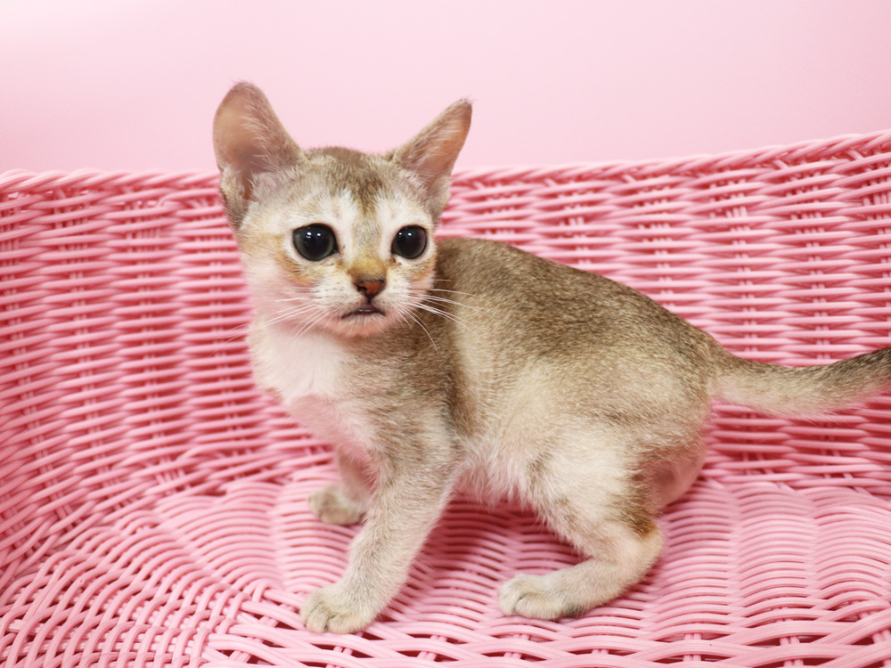 シンガプーラの子猫画像