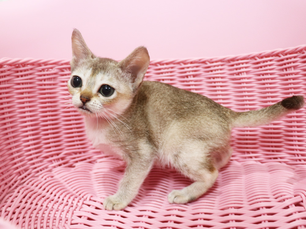 シンガプーラの子猫画像