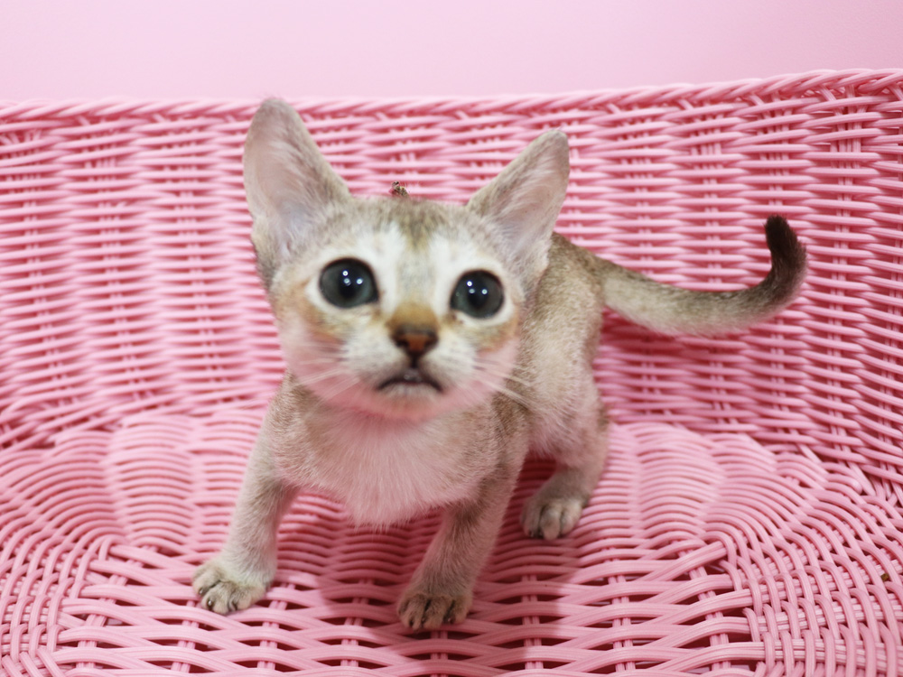 シンガプーラの子猫画像