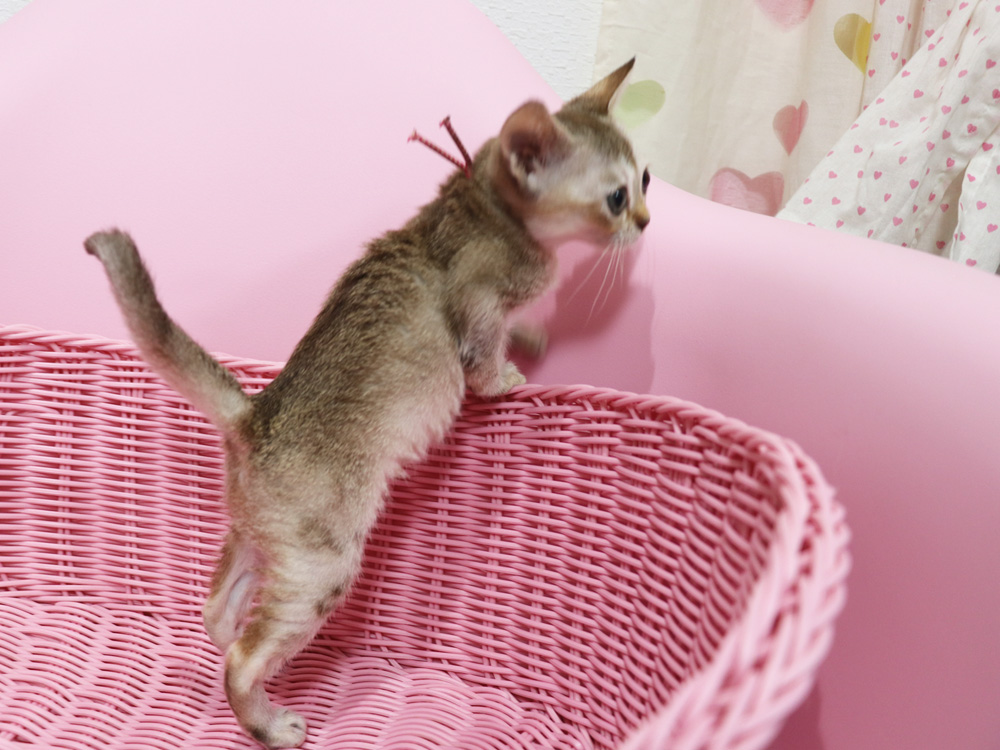 シンガプーラの子猫画像