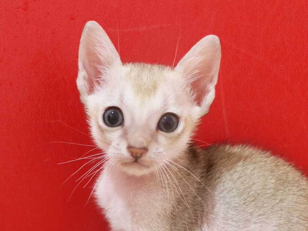 シンガプーラの子猫画像
