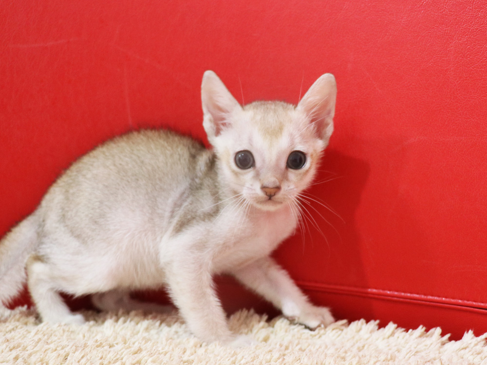 シンガプーラの子猫画像
