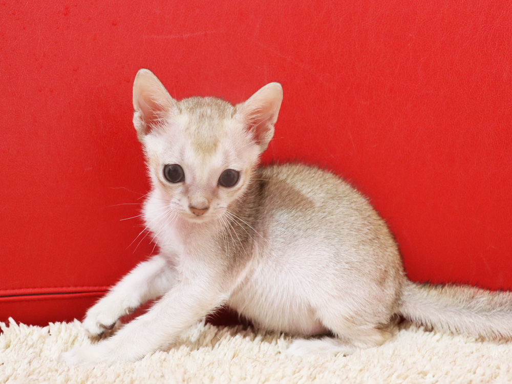 シンガプーラの子猫画像