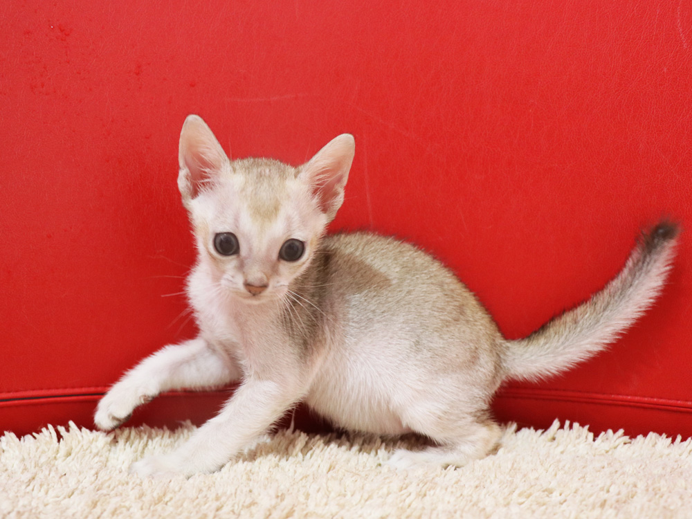 シンガプーラの子猫画像