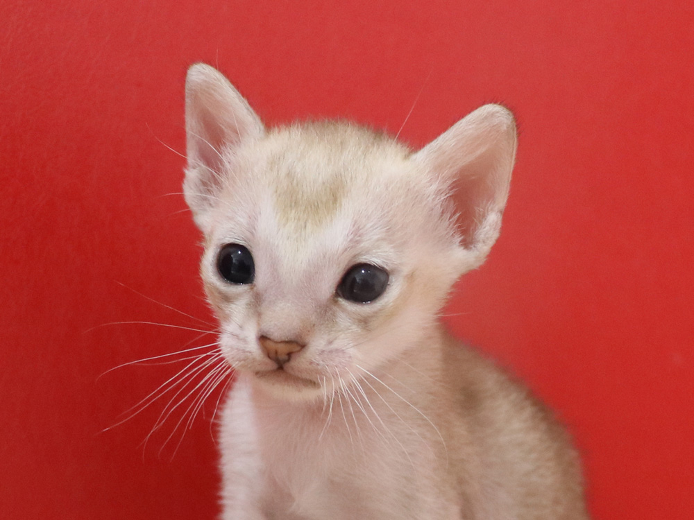 シンガプーラの子猫画像