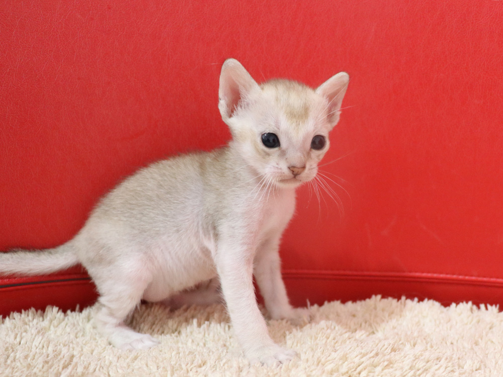 シンガプーラの子猫画像