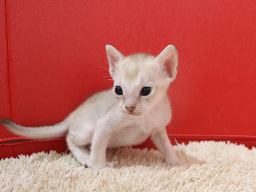 シンガプーラの子猫画像
