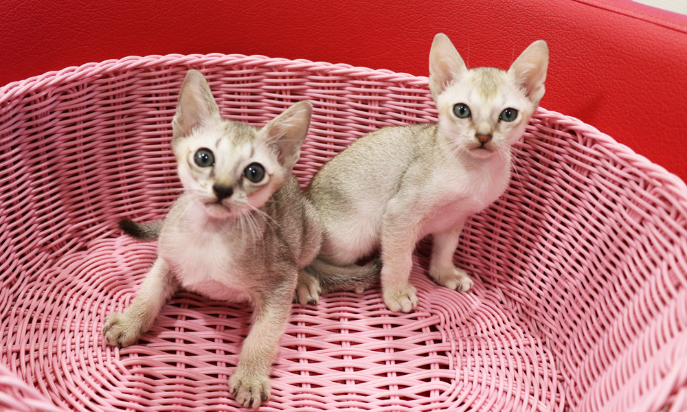 シンガプーラの子猫画像