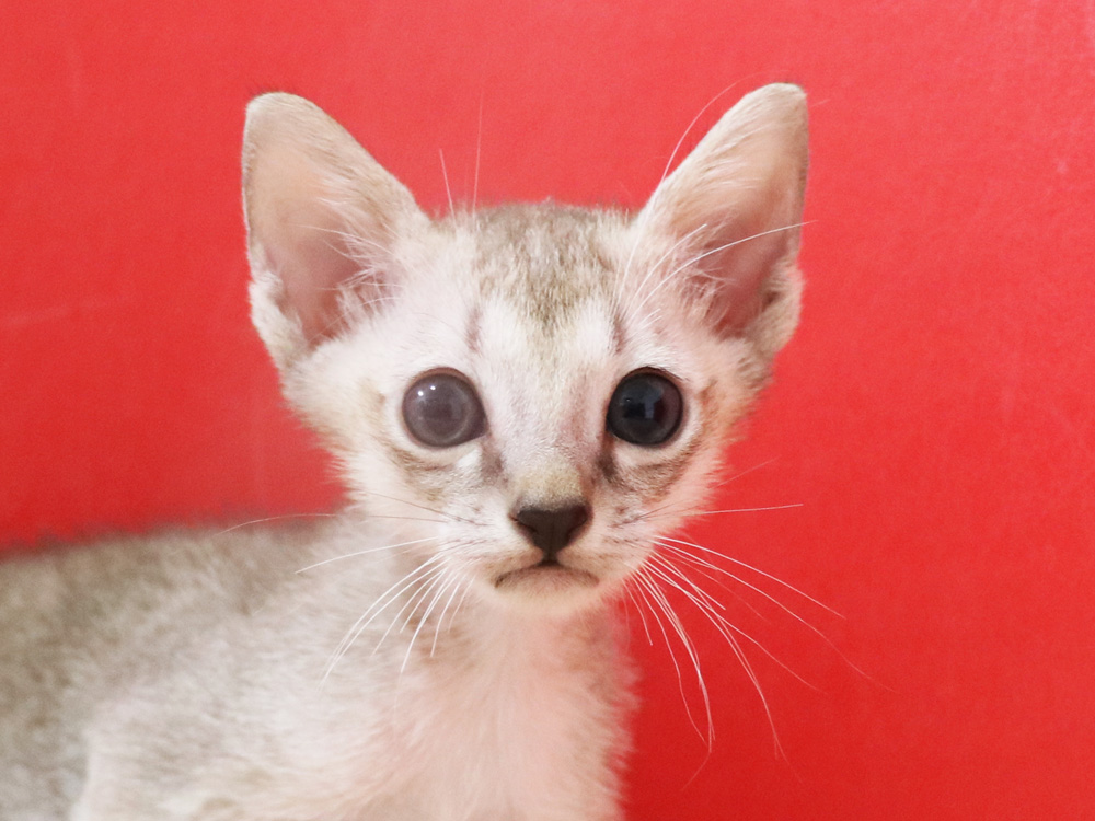 シンガプーラの子猫画像