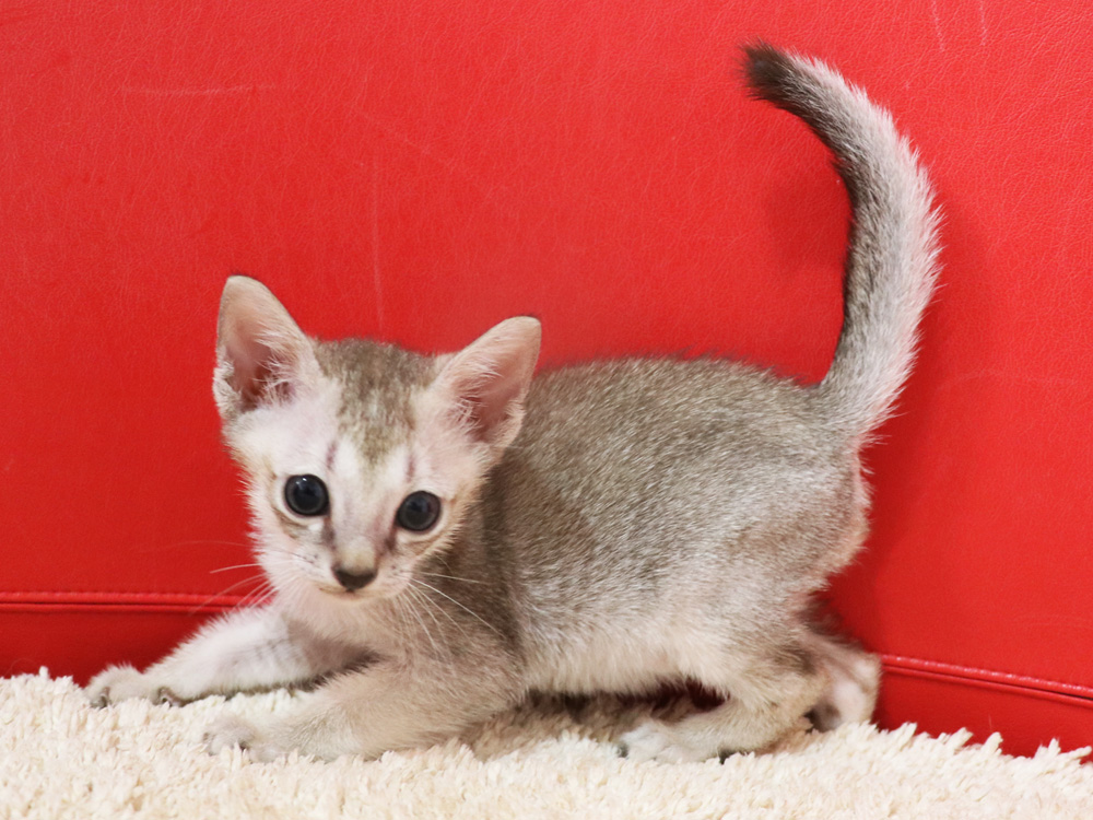 シンガプーラの子猫画像