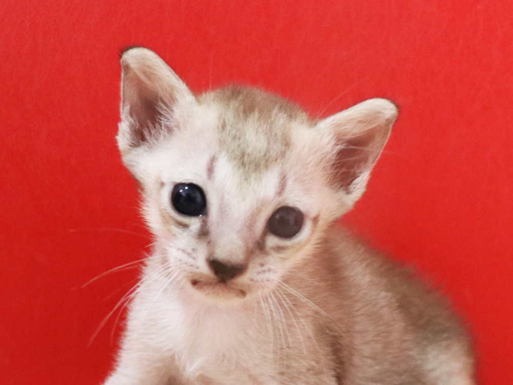シンガプーラの子猫画像