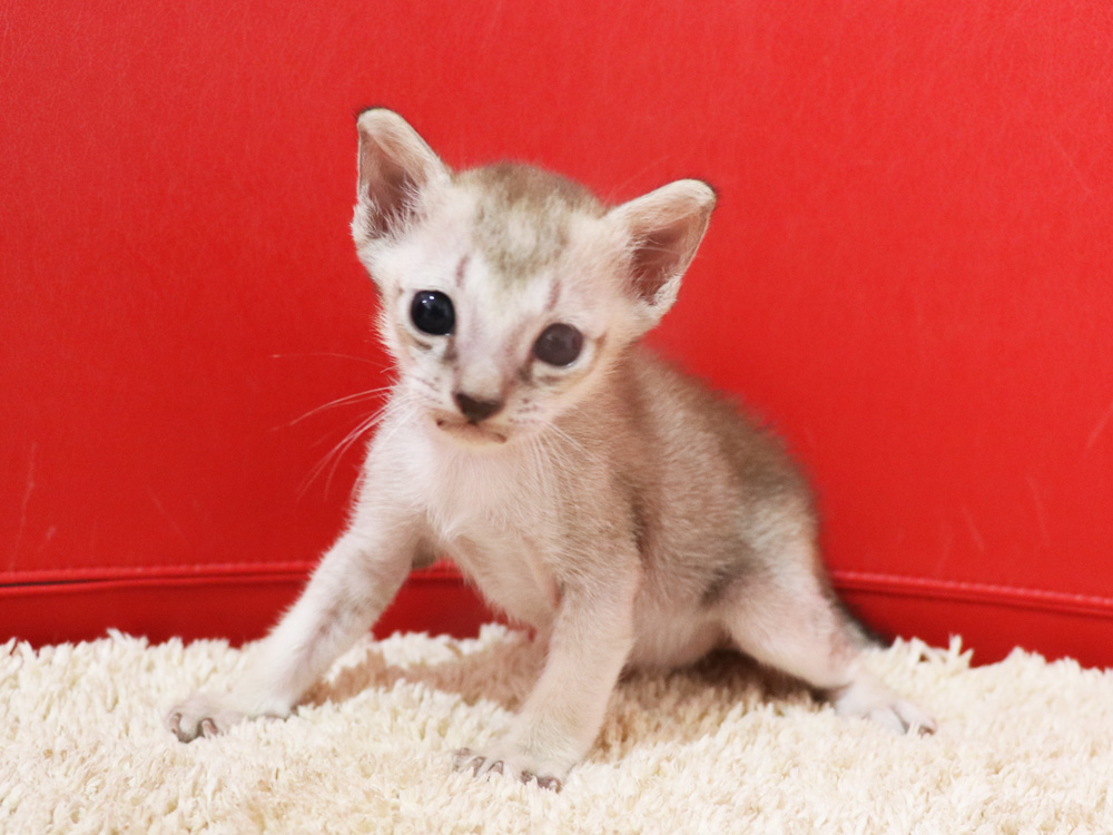 シンガプーラの子猫画像
