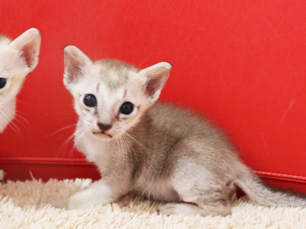 シンガプーラの子猫画像