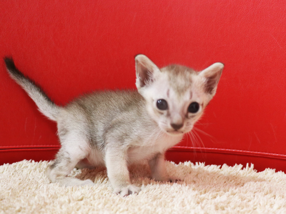 シンガプーラの子猫画像
