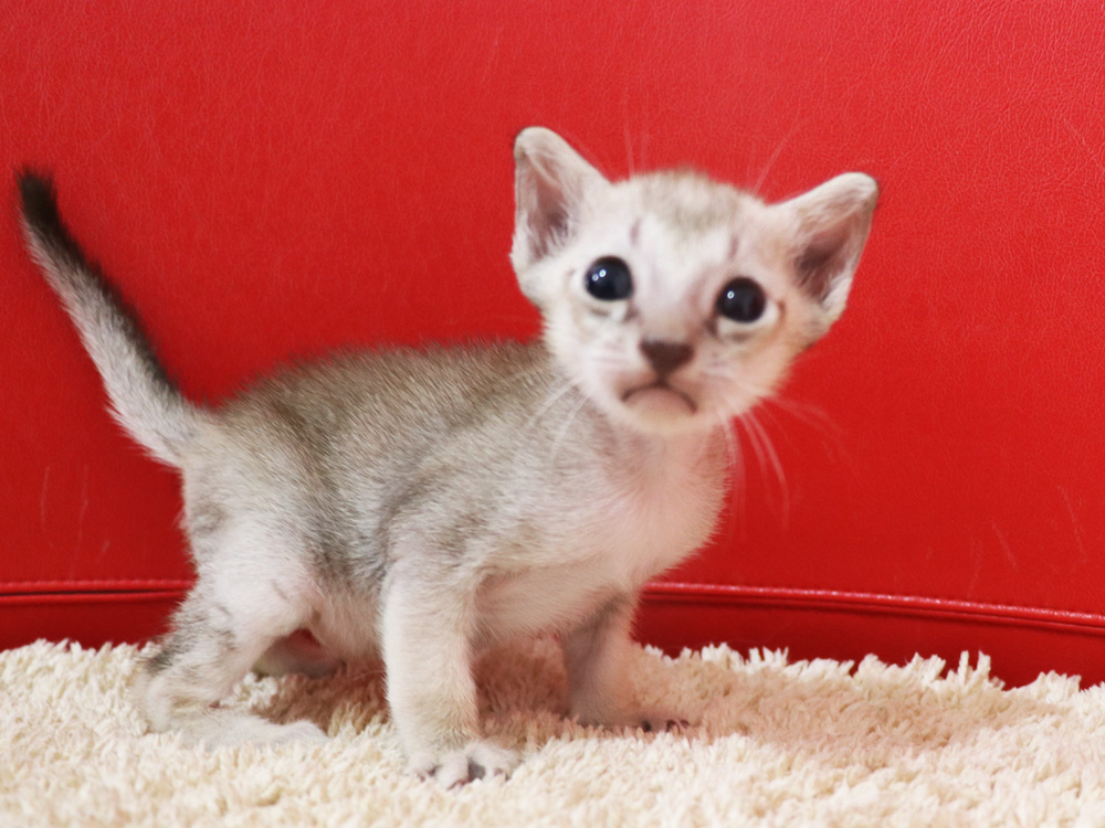 シンガプーラの子猫画像
