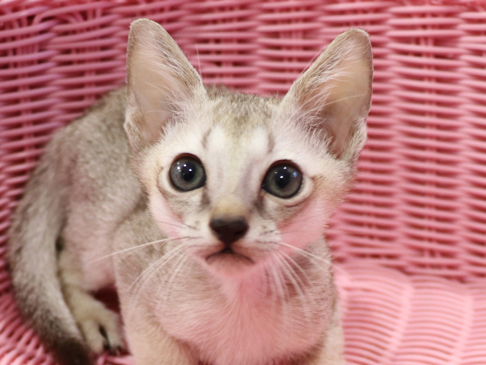 シンガプーラの子猫画像