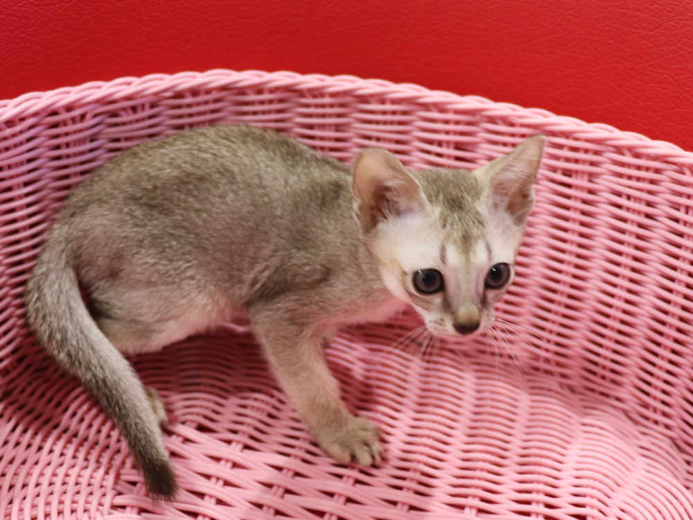 シンガプーラの子猫画像