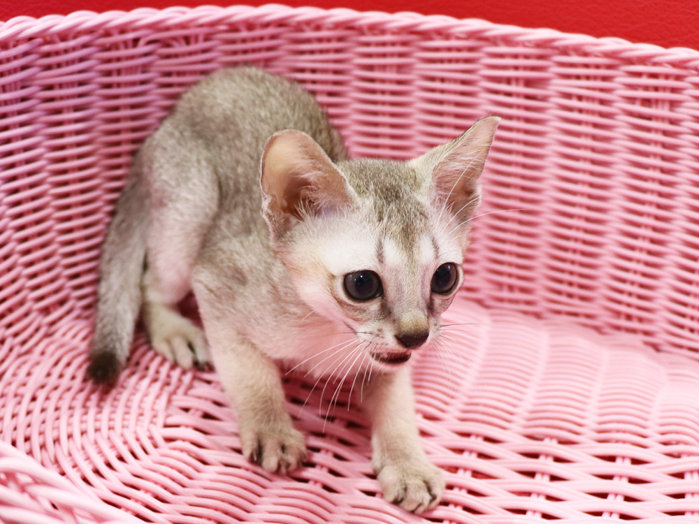 シンガプーラの子猫画像