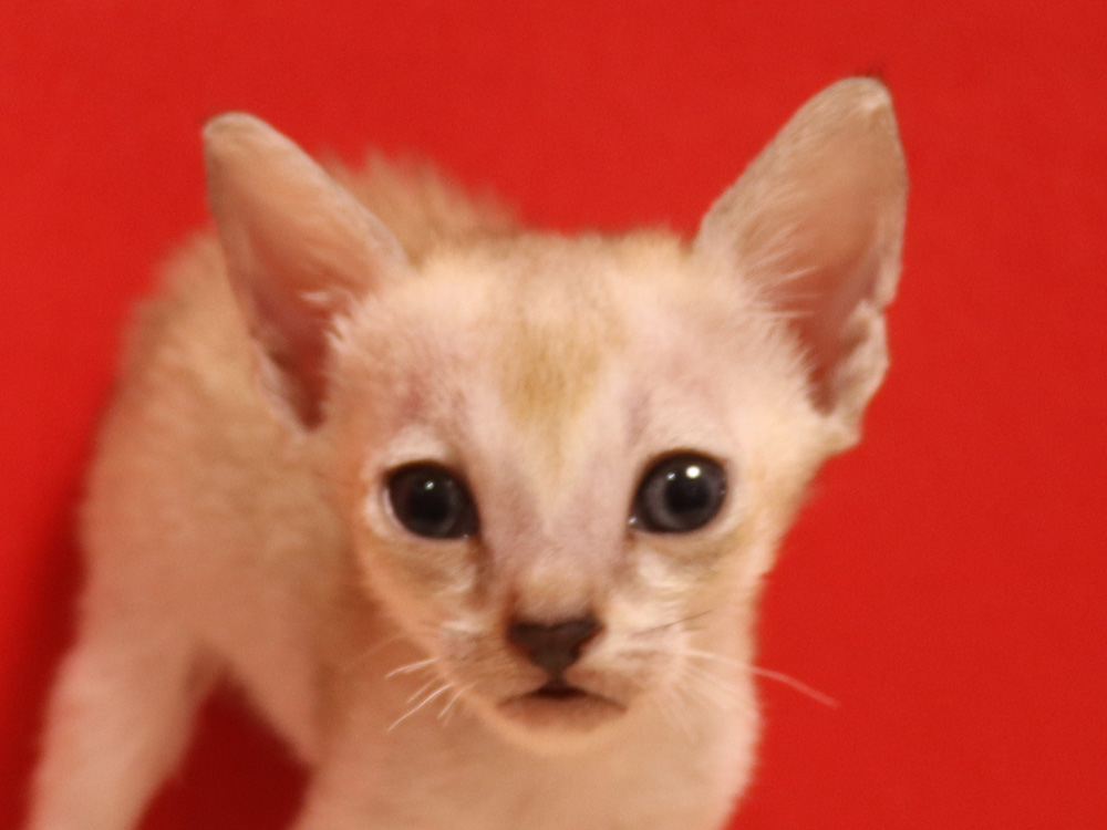 シンガプーラの子猫画像