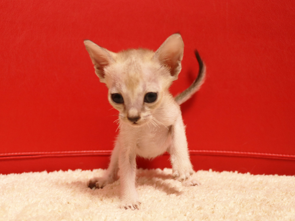 シンガプーラの子猫画像