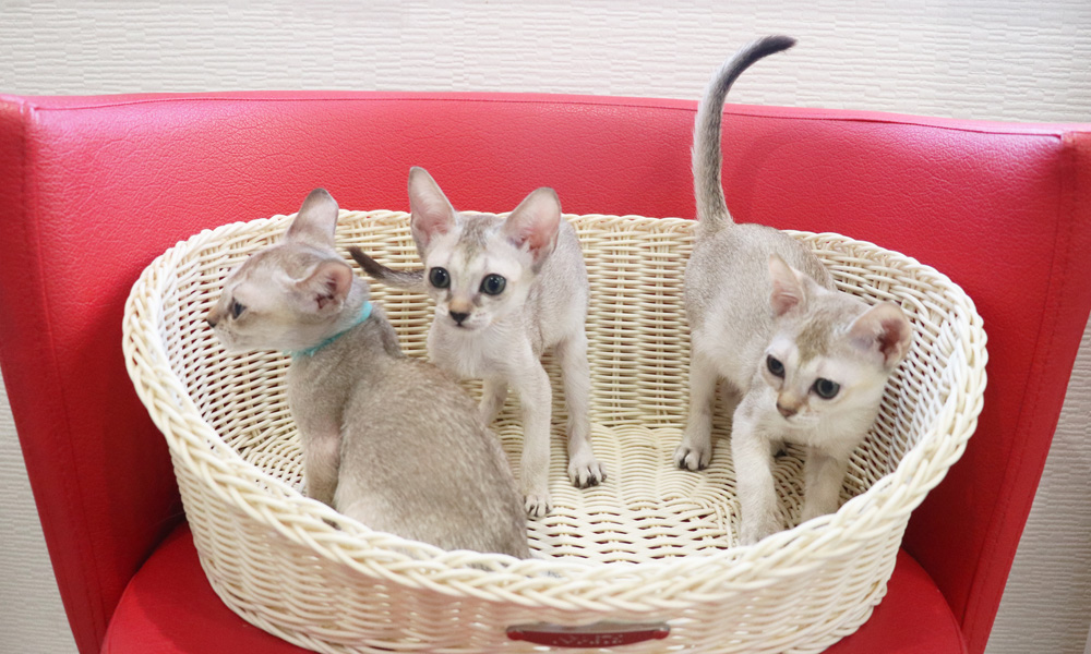 シンガプーラの子猫画像